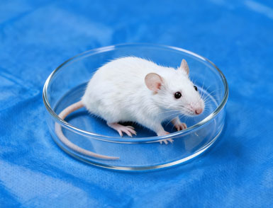 人类疾病动物模型构建