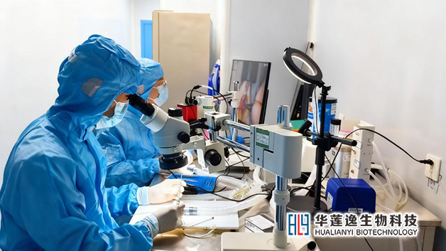 海南动物实验模型构建